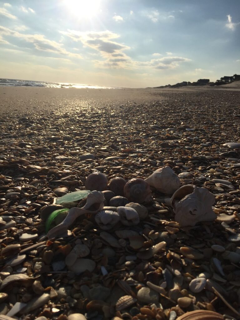 Seashells scattered on a sunlit beach with ocean waves and distant houses under a partly cloudy sky.