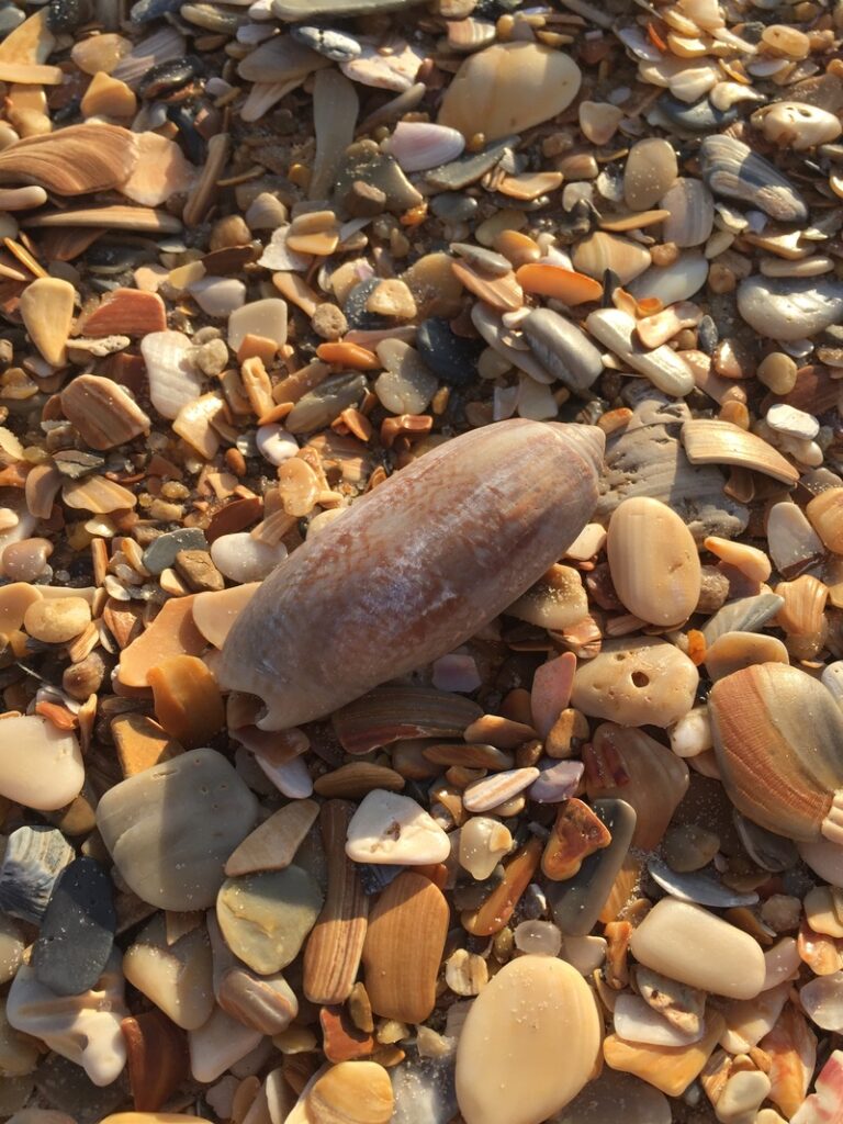 A brown oval seashell lies among assorted small shells and pebbles on the beach.
