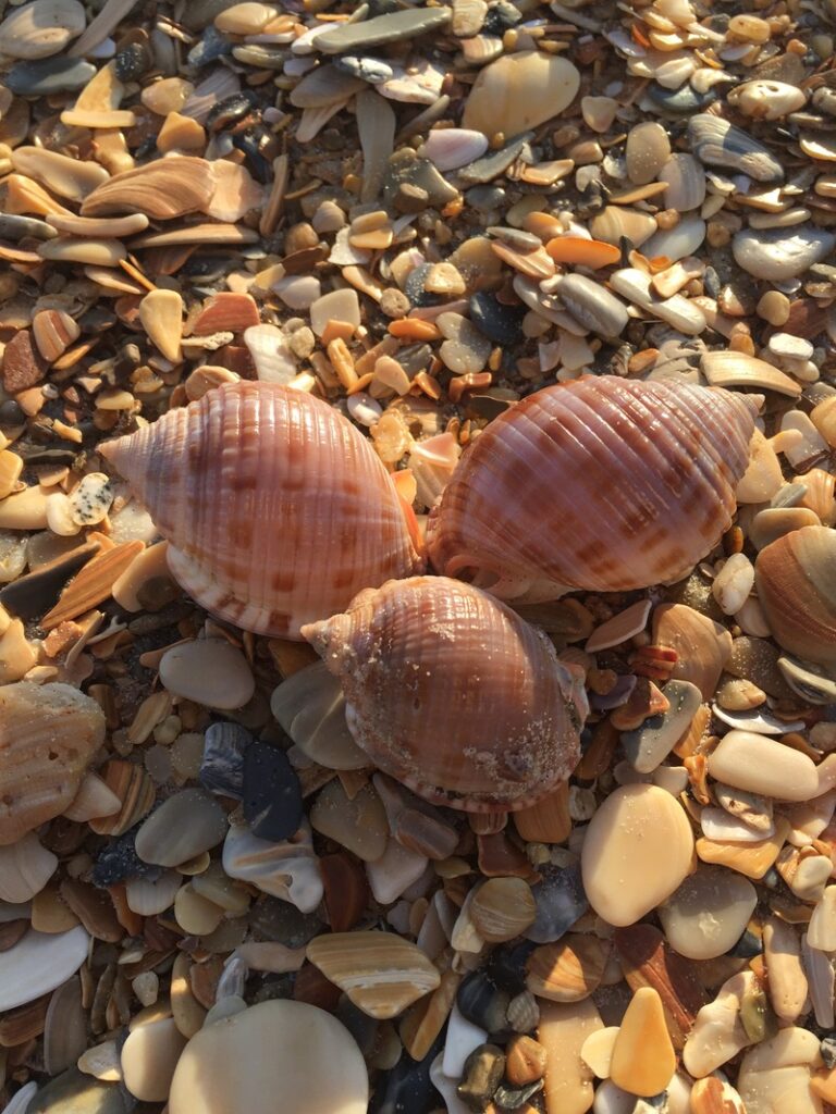 Three brown seashells rest among smaller broken shells and pebbles on a sunlit beach.
