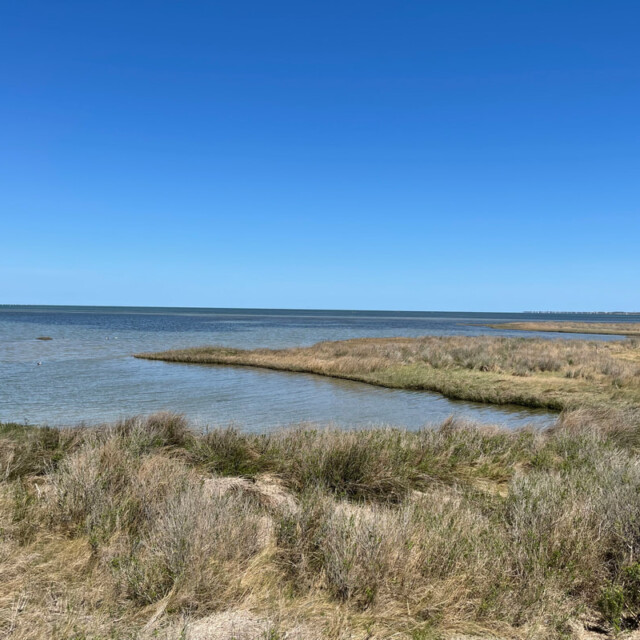 Coastal wetland with tall grasses along the shoreline under a clear blue sky and calm water.
