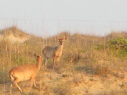 Two deer stand on sandy, grassy terrain with dry vegetation and a faint wire fence in the background.