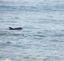 A dolphin swims near the surface of the ocean, with gentle waves visible all around.