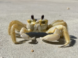 A yellowish crab with large claws stands on sandy ground, facing the camera in bright sunlight.