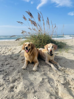 Two dogs lying side by side on sandy beach with sea grass and ocean waves in the background under a blue sky.