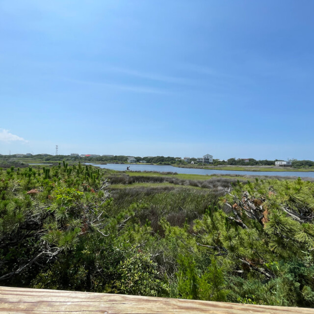 View of a marshland with green vegetation, distant houses, and a clear blue sky on a sunny day.