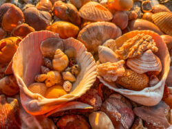 Close-up of assorted seashells, with two large shells holding smaller shells, all lit by warm sunlight.