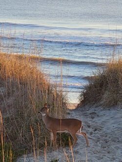 A deer stands on a sandy path between dunes, with ocean waves and tall grass in the background under soft sunlight.